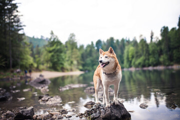 Shiba Inu steht auf einem Stein neben dem See.