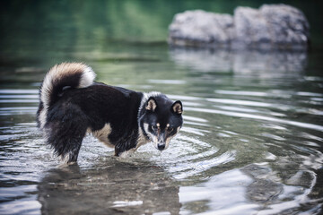 Shiba Inu im spielt im Wasser.