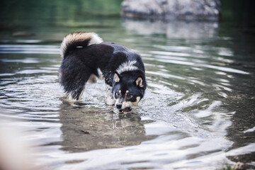 Obraz premium Shiba Inu im spielt im Wasser.