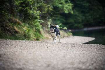 Shiba Inu läuft am Ufer eines Sees entlang.