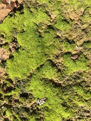 mossy plot