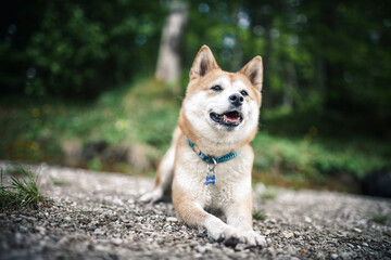 Shiba Inu liegt auf dem Boden neben einem Wald.