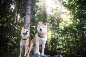 Zwei Shiba Inus stehten auf einem Stein im Wald.