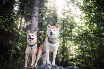 Zwei Shiba Inus stehten auf einem Stein im Wald.