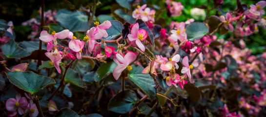  impatient in a flower bed