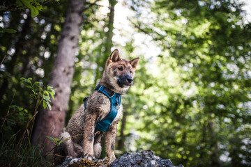 shikoku inu / shikoku ken / shikoku dog