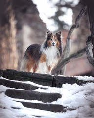 Dog on the stairs