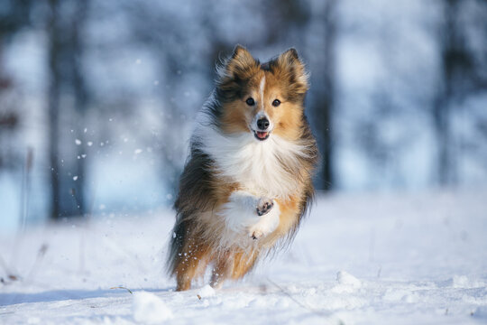 Happy dog running in snow