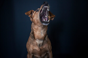 Dog catching a treat in the photo studio