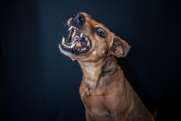 Dog catching a treat in the photo studio