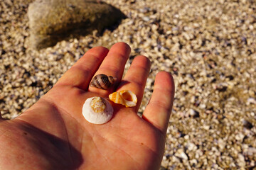Mans hand out over a beach with three different types of shells 