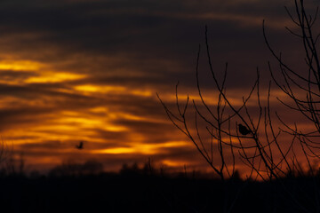 Fototapeta premium sunset over the field