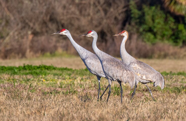Obraz premium Sandhill cranes (Antigone canadensis) in a wen meadow, Galveston, Texas, USA