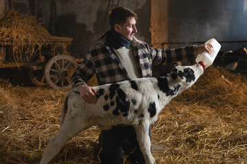 Cinematic shot of young male farmer is feeding from the bottle with dummy an ecologically grown newborn calf used for biological milk products industry in a cowshed stable of countryside dairy farm.
