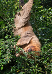 Obraz premium Hoffmann's two-toed sloth (Choloepus hoffmanni) eating leaves while hanging upside-down in a tree.