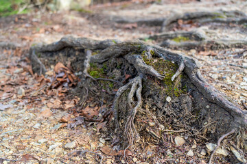 roots in the forest 