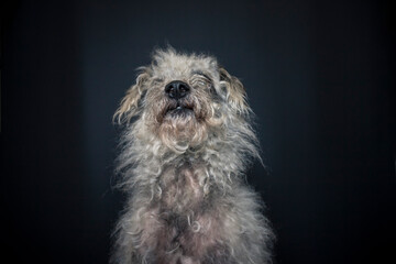 Dog catching a treat in the photo studio