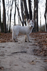 White swiss shepherd stands on a forest trail