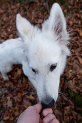 White swiss shepherd dog eats food from hand