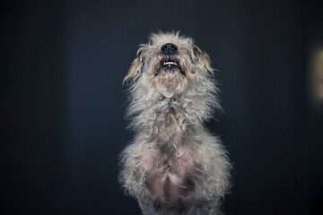 Dog catching a treat in the photo studio