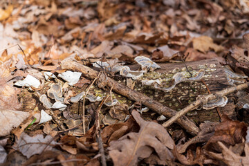 Mushrooms autumn leaves on the ground