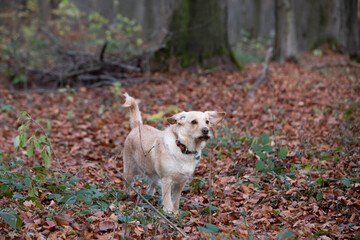 A dog in the woods is looking for a squirrel