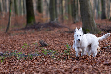 A white Swiss Shepherd in the wood