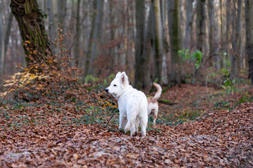 A white Swiss Shepherd walks in the woods