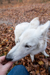 A white Swiss Shepherd eats out of hand