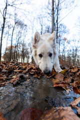 Obraz premium A white Swiss Shepherd drinks water from a spring