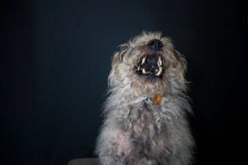 Dog catching a treat in the photo studio