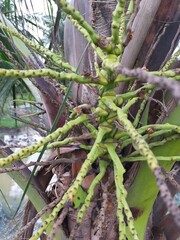 plants coconut