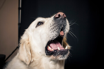 Golden Retriever im Fotostudio mit schwarzen hintergrund versucht Essen zu fangen. Hund schnappt nach Treats und macht  ein lustiges und witziges Gesicht