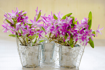 ブリキの鉢に入った株分けした蘭