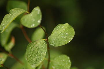 rain drops on a leaf