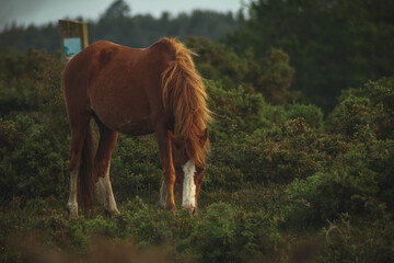 horse and foal