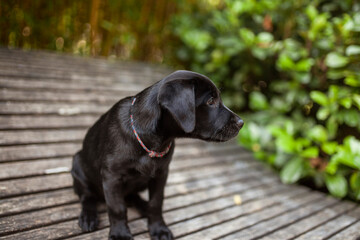 Labrador Welpe auf einer Holzliege im Park.
