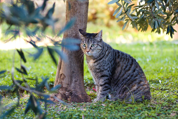 A tabby cat on the grass. Green eyed tabby cat.