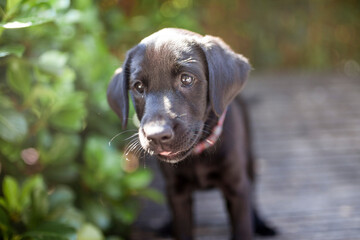 Labrador Welpe auf einer Holzliege im Park.