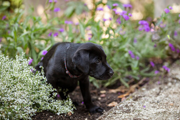 Labrador Welpe in Blumenwiese.