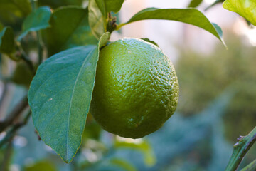 A lemon on the branch of the lemon tree. Lime.