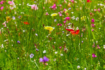 Beautiful colorful blooming meadow with wildflowers, (Close-up).