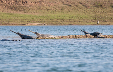 Agra, Uttar Pradesh, India - February 18, 2011: Chambal river. Close by Gharial crocodiles looking out over blue river from their brown dirt island. Brown shoreline at horizon.