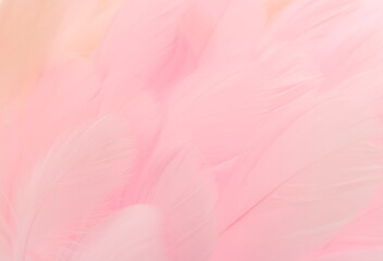 ピンク色の羽根の背景