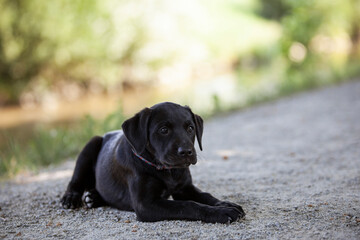 Labrador Welpe liegt auf dem Weg beim spazieren gehen.