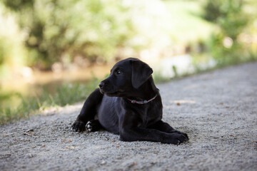 Labrador Welpe liegt auf dem Weg beim spazieren gehen.