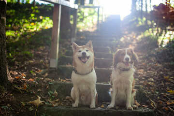 Naklejka na ściany i meble Portrait of two dogs sitting together in the forest. A shiba inu and a kooikerhondje are friends
