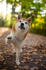 Shiba Inu beim spazieren gehen im Wald.