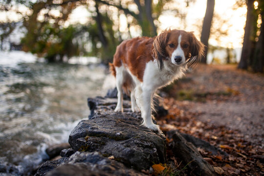 Kooikerhondjede in der Natur. Jagdhund beim spaziergang im park im Herbst