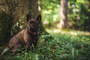 Französische Bulldogge sitzt im Wald im Gras.